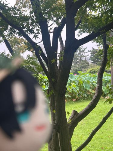 蓮とオレ