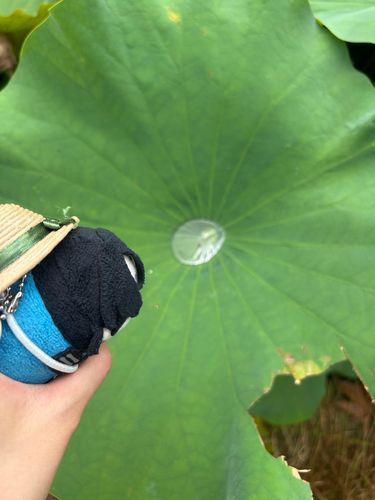 蓮の葉の雨粒ほどの宇宙にもキミの無限を見た

そういう歌詞があるんだってさ