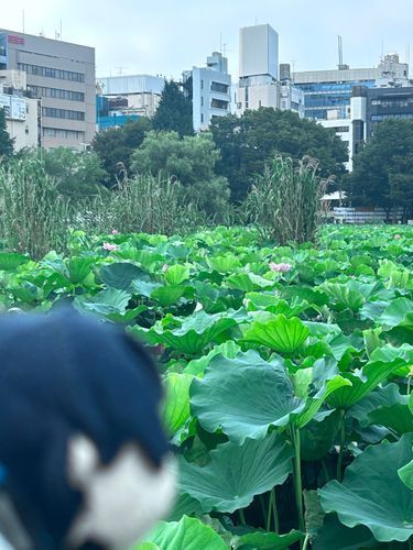 蓮葉の　濁りに染まぬ心もて　などかは露を　玉とあざむく

オレも蓮くらい清い心の持ち主だよ　