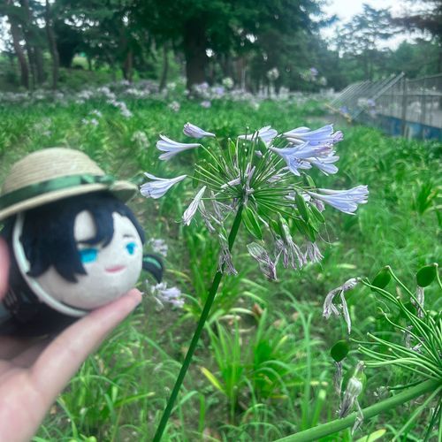 アガパンサスっていうんだって
花言葉は恋の訪れ、ラブレター
アガペ(無償の愛)+パンサス(花)だから愛の花だ
……誰かを思い出しそうだ