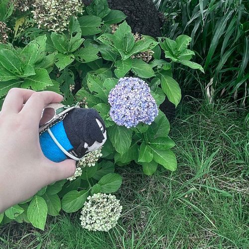 あじさい……は枯れかけだ

オレも土のpHによって色が変わったりして、なんてな