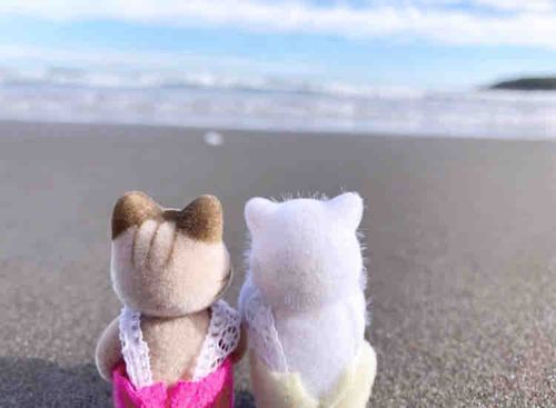 きのう うみ いってきたよー^. ̫ .^