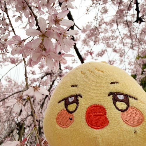 まいにち🌸みたいだっち