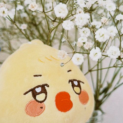 かすみそうがきれいだっちね