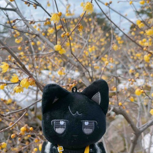 🐈‍⬛ﾋﾅﾀﾎﾞｯｺ