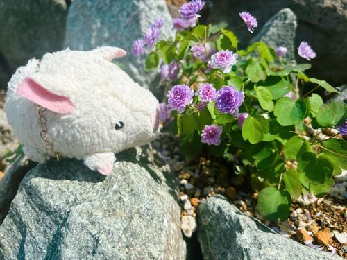 皆おはよう〜、なんだか日差しがどんどん強くなってきてる、今日も暑くなりそうだね！☀️
今日は僕達は友達のお家に行く予定だよ〜、そこでは写真は撮れないと思うけどお出掛けとっても楽しみだなぁ！✨

皆もよい1日を過ごしてね🍀