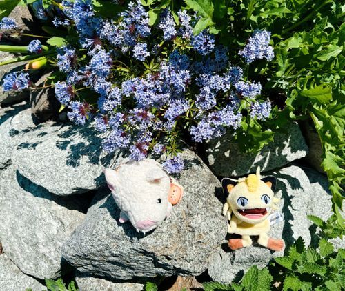 ニャースのたこやき君とお庭の探検！✨　石の上がほかほかだよ〜