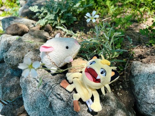 今日は主は通ってる病院の日だったんだけど、ちょっと気分悪くなっちゃったみたいで帰ってきてから寝込んでたよ…💦
気持ちいい風と春蝉の鳴き声でホッとしたんだろうね〜。お疲れ様、主💫