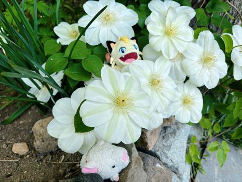 ここはお墓のお花なの。ガラスにぶつかって死んじゃった鳥さんや、飼ってる生き物が死んだ時にここに埋めてるの。
命のように毎年ここは花が咲くよ、綺麗だね〜。皆生きてるね