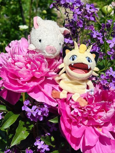 主が薪運びをしてる間に、僕らはいつものお庭探検だ〜✨
お花が豪快に咲き始めてるよ！
ニャースのたこやき君は「まるで楽園にゃ〜」ってうっとりしてるよ💕
