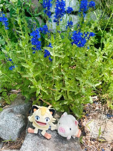 今日は主が外でヒキガエルのおたまじゃくしを捕まえてたよ！🐸　育ててみるんだって。
うちではヒキガエルを既に4匹飼ってるんだ〜、皆お顔の区別もつくし性格もあるの。可愛いよ💕