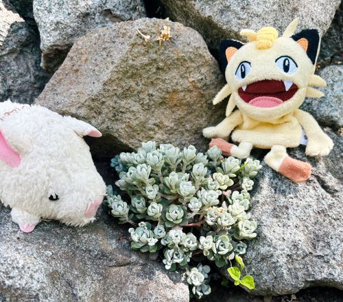 今日は曇りだけど過ごしやすくて良い天気だったよ〜。庭仕事が捗ったね！✨　お疲れ様、主🍀