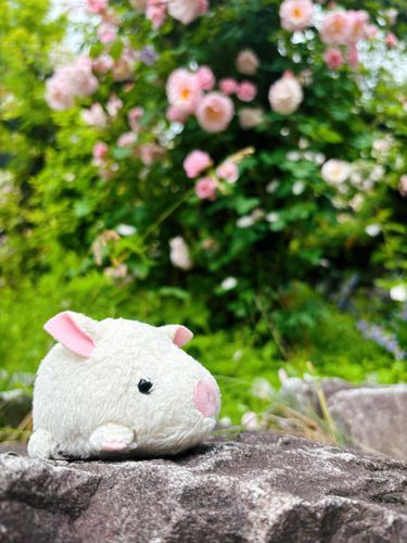 昨日は主とバラ園に行ったよ！🌹
僕は原種寄りのバラが好きだな〜、色んなバラがあったよ〜✨