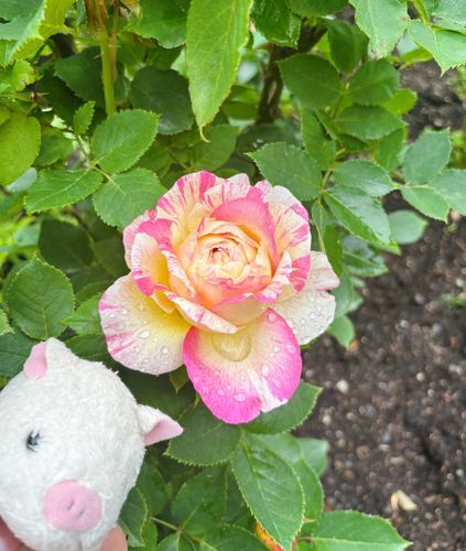 バラ園で主の気に入ってたバラの写真だよ🌹
なんだかアイスの種類みたいに綺麗なマーブルが入ってるね、花なのに不思議だなぁ…✨