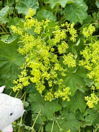 これはなんのお花だろう…？🧐