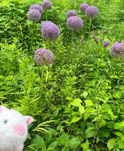 わかりづらいけど、このまんまるお花さん、僕よりずっと大きいんだ！😳　並んでると迫力あるなぁ〜！