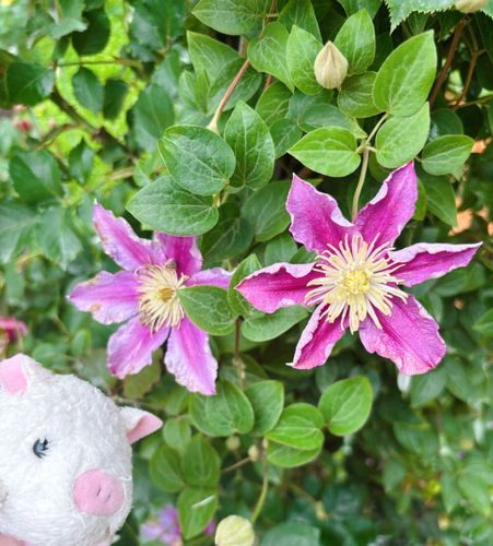 お星様の花火みたい🌟