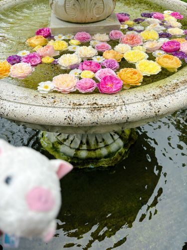 雨でむしむししてるから、涼しげな写真を✨🌈
この間のバラ園にあった噴水だよ、お花が浮いてて本当に綺麗だったんだ〜🌹