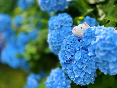 美しい紫陽花。海のようなブルー🩵