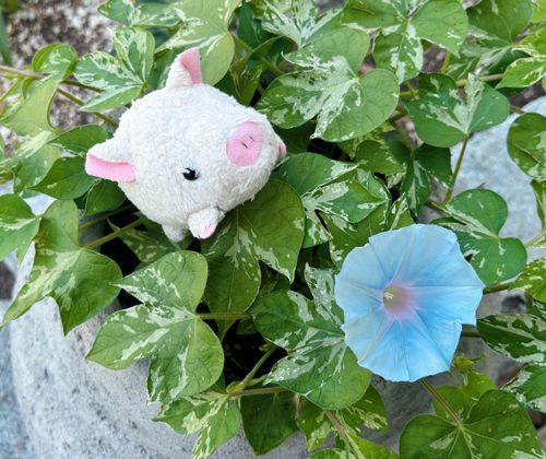 皆おはよーございます🍀
ブルーの朝顔と一緒！✨　美しいなぁ〜
