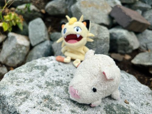 皆おはよう、みずです。ニャースのたこやき君と一緒に雨上がりのロックガーデン！✨
今日は主は一日忙しいみたい、僕は残念ながらお留守番なんだけどお家から応援してるね！💪