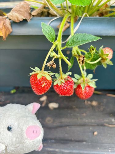 お庭に出たらイチゴが出来てた！🍓