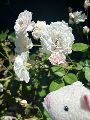 皆おはよ〜！　昨日は雨がすごかったねぇ…☔️
こっちは少しお花が散っちゃうくらいで済んだけど、皆の所はどうかな。無事だと良いな