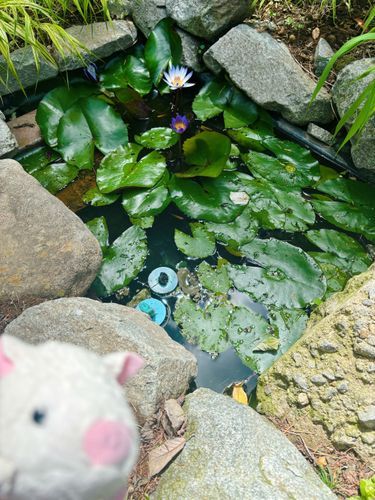 皆おはよ！　これは庭のメダカ池だよ✨　スイレンが咲いてるね！
今日は主がお祭りに行くんだって〜、何年振りかわからないくらい久しぶりらしいよ！　楽しみだよ〜！☀️
