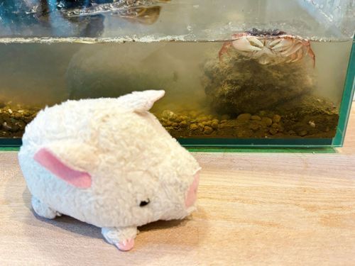 主が小さな水辺で友達とカニをとってきたよ🦀
飼ってみる事にしたんだけど、上手に育てられるかな…？