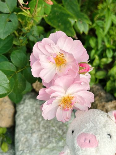 おはよー、みずです✨
朝なのに肌寒いなぁ💦　蝉さんもちっとも鳴いてないよ…