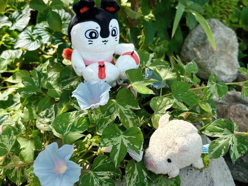 セイレーンちゃんと朝顔観察！✨