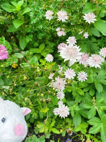 皆こんにちは〜！🍀
実は主の家族さんが重度の骨折！😨
主も家族さんもしばらく病院とかで忙しくなりそうなんだ、だから少し投稿をおやすみするね💦　落ち着いたら戻ってくるよ！💪