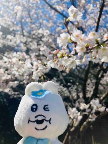桜🌸さん！！きれいちゃむ〜♡
お花見🌸楽しみちゃむね( ^ω^ )♫でもちゃむは花より団子🍡ちゃむよ〜✨