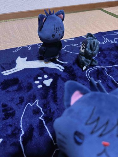 ねこねこ会議してるとこ