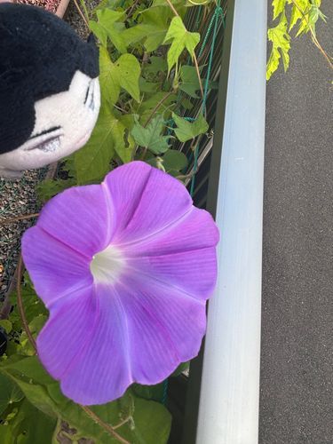 朝顔が咲きました。