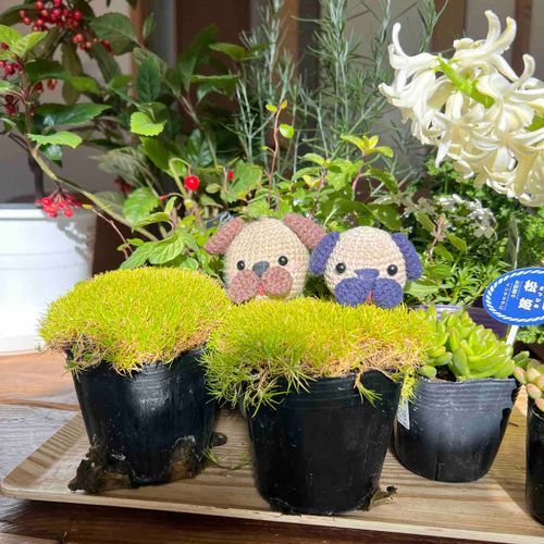 お花さんに行って
お花と観葉植物とハーブを
買ってきたよ〜🐶🐶