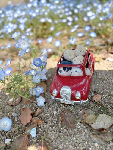 にこにこどらいぶ🚗

みずいろのおはなばたけをどらいぶしたよ！