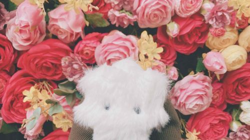 バラを背負わされました　華やかすぎて気後れしますね