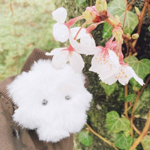 雨の森で見る桜もまたすてきということです