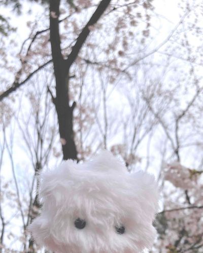 桜です