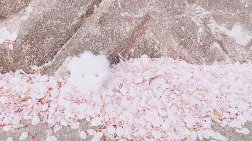 桜溜まりに着地