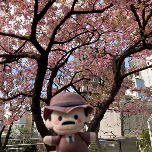 2月の終わりの写真だね、目暮。河津桜が綺麗だったね。