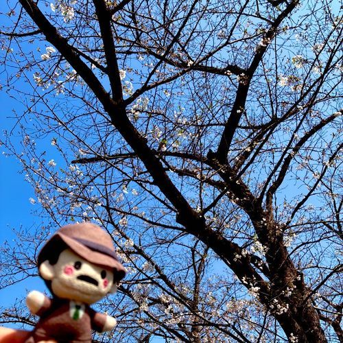 先週末はまだ満開手前だったねぇ、目暮