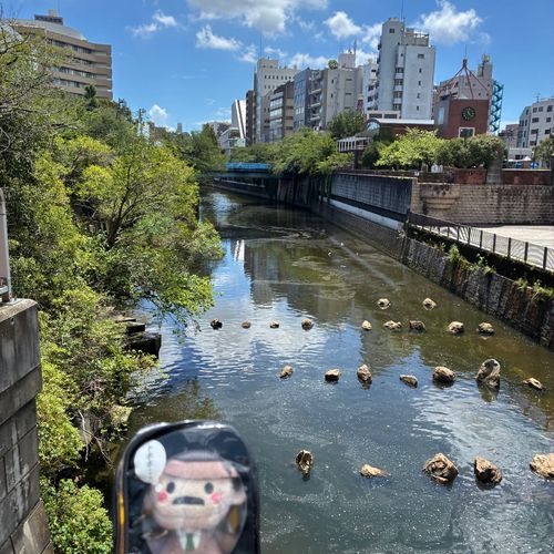 目暮、夏の目黒川だね。なんか合成みたいになっちゃったな