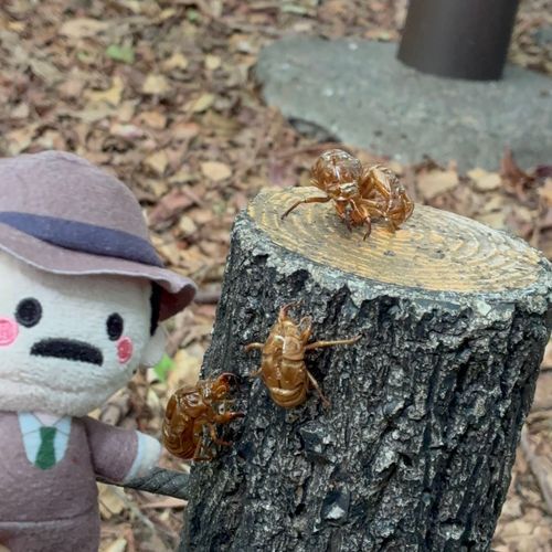 抜け殻だね，目暮