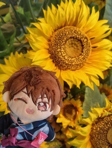 🌻🌻🌻