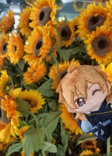 🌻🌻🌻