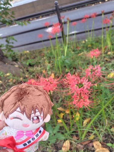 誕生日の記念写真✨️✨️
彼岸花綺麗だったぞー！！