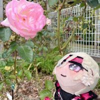 ローラぬい