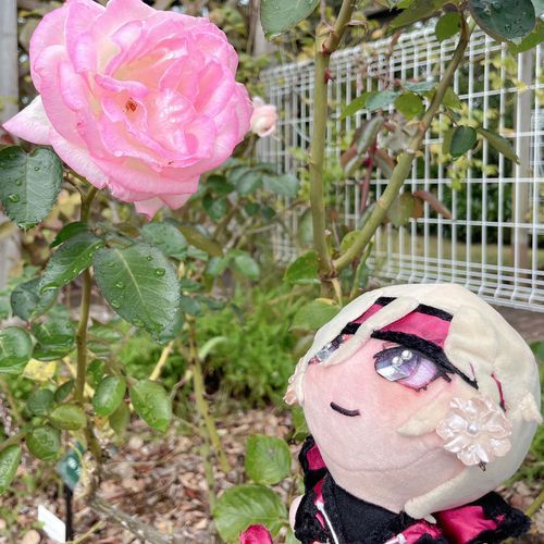 色んなお出かけの記録を載せてるよ